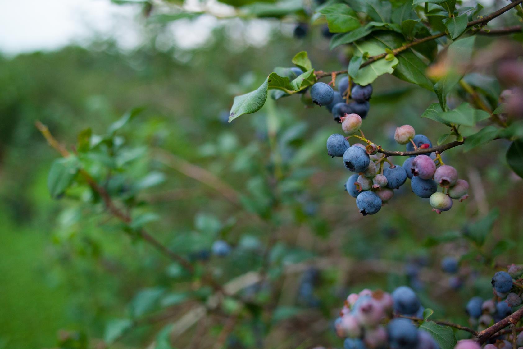Brandywine Farms Blueberry Farms In Missouri The Farm