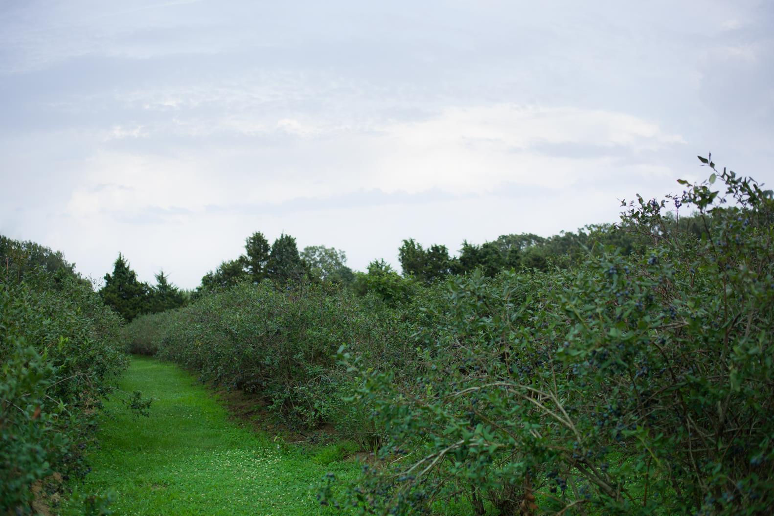 Brandywine Farms Blueberry Farms In Missouri The Farm