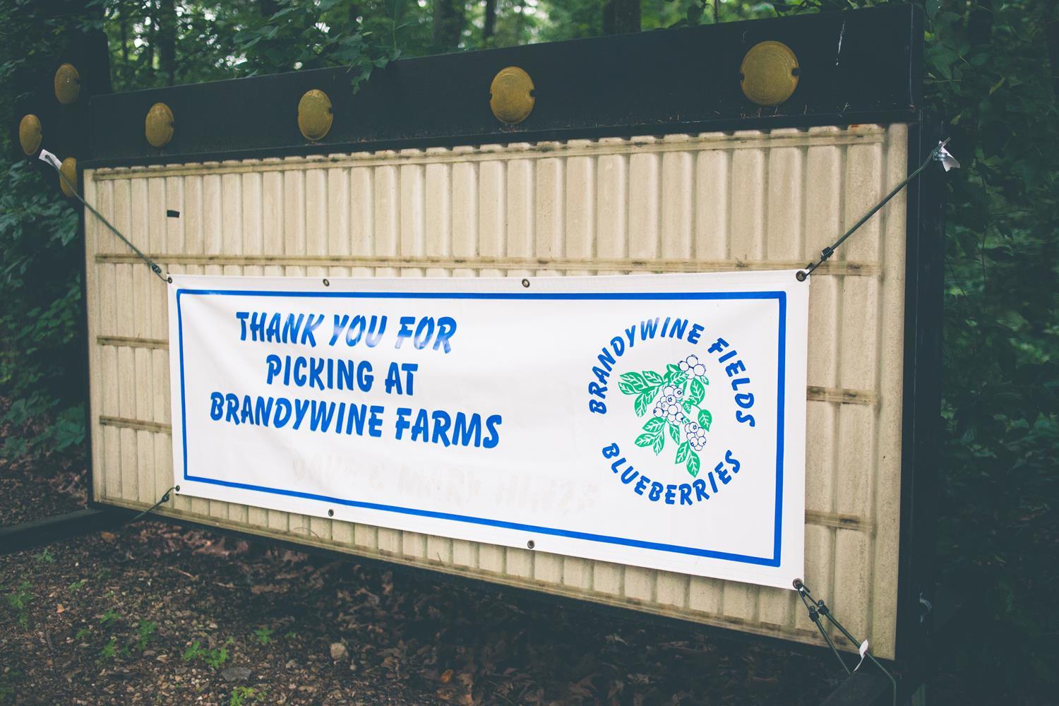 Brandywine Farms Blueberry Farms In Missouri The Farm