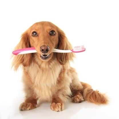 A brown dog is holding a pink toothbrush in its mouth.