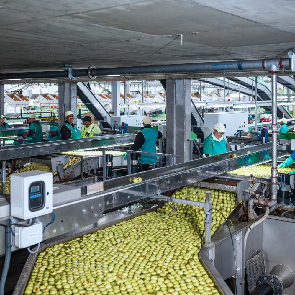 A group of people are working in a factory with a conveyor belt filled with apples.