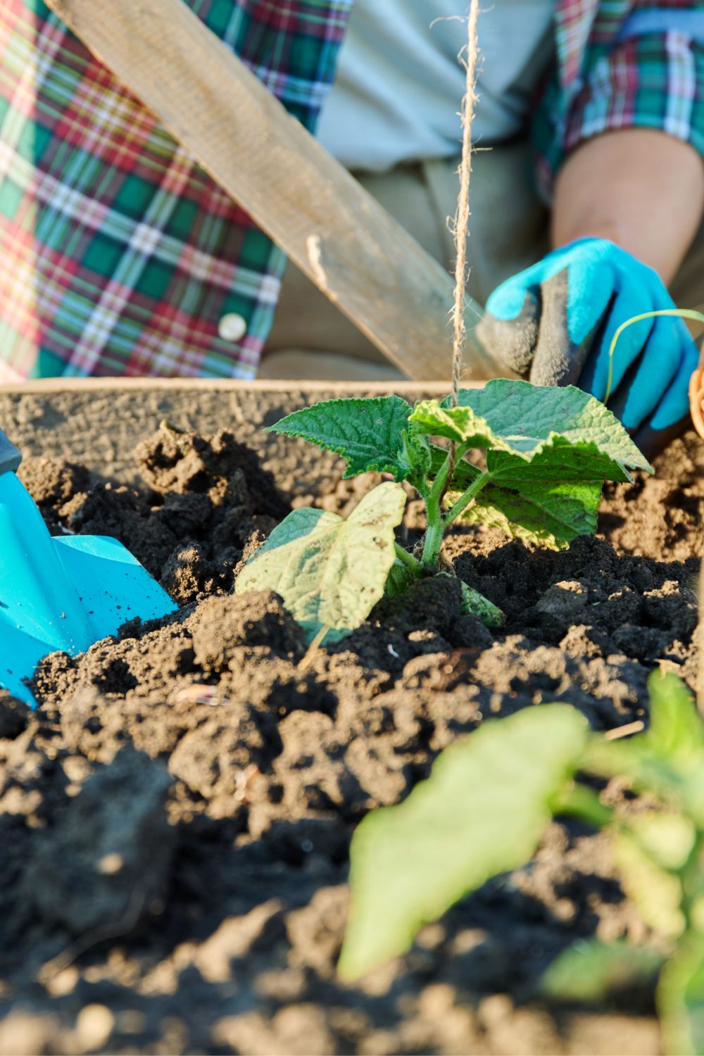 A person is planting a plant in the soil in a garden.