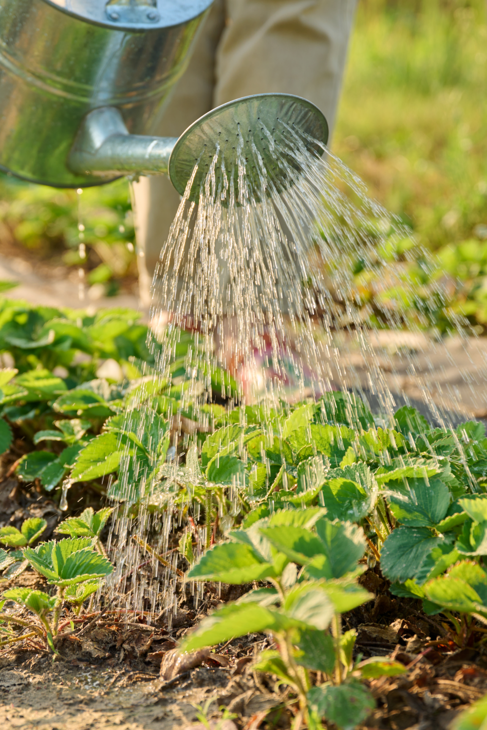 A person is watering strawberries in a garden with a watering can.