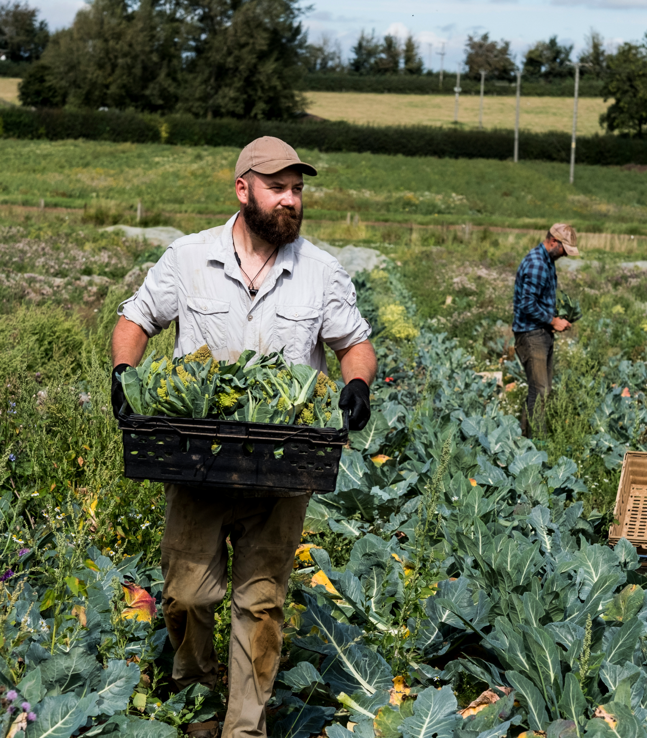 A man is carrying a basket of broccoli in a field.