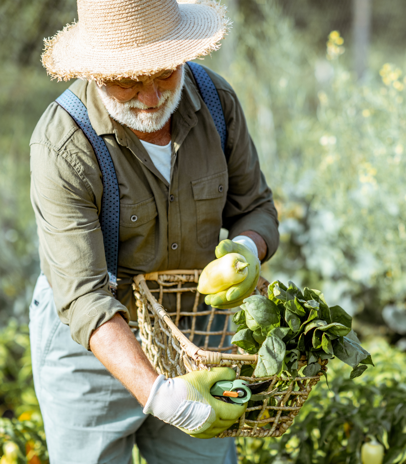 A man in a straw hat is picking vegetables in a garden.