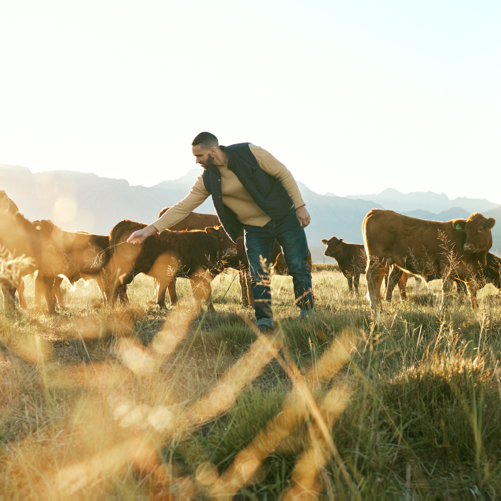 A man is feeding a herd of cows in a field.