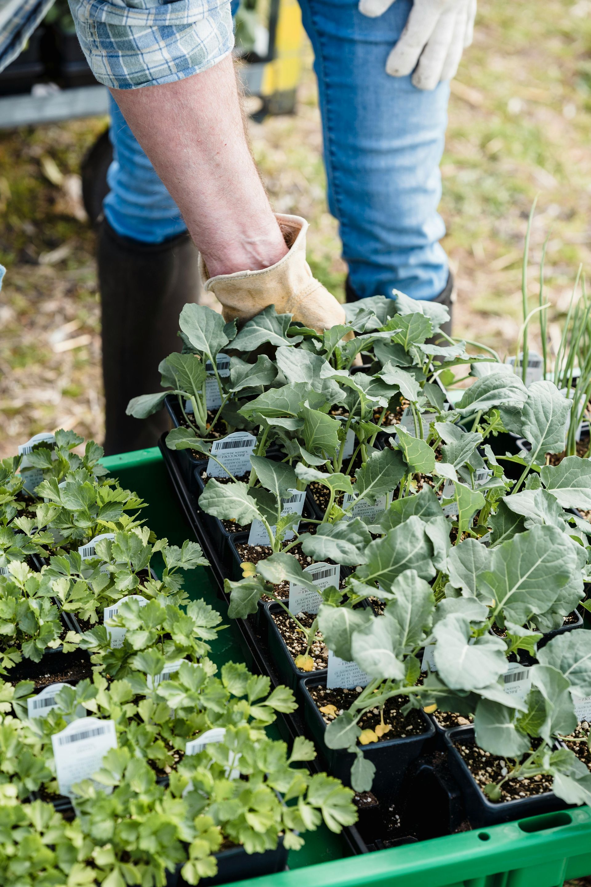 A person is holding a tray of broccoli seedlings.