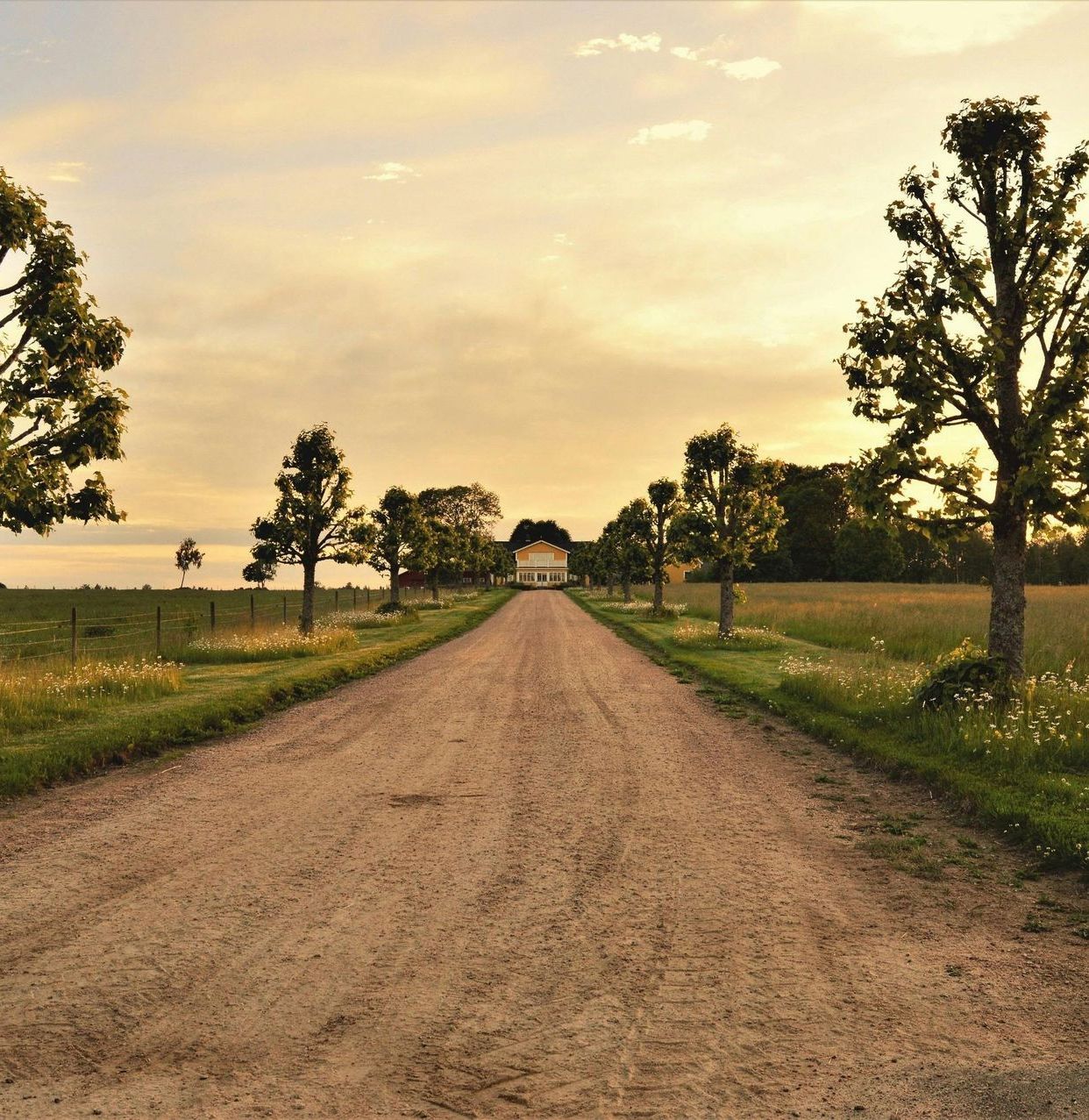 A dirt road going through a field with trees on both sides