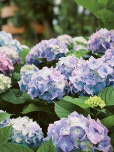 A bunch of purple and blue flowers with green leaves