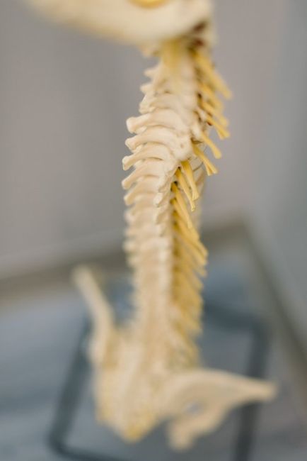 Physical Rehabilitation — Spinal Column Miniature in Springs, CO