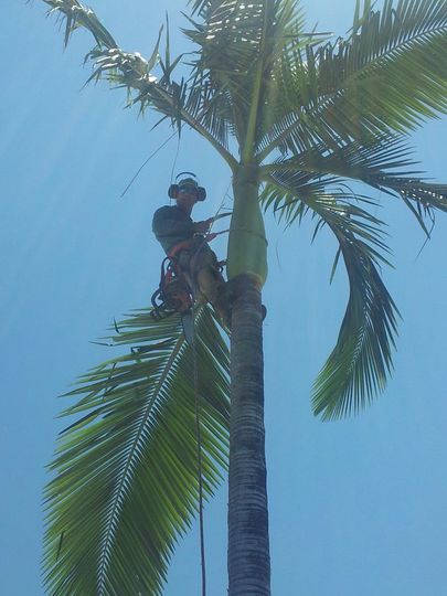 Palm Removal & Cleaning Up — Coral Coast Tree Services In Oonoonba, QLD