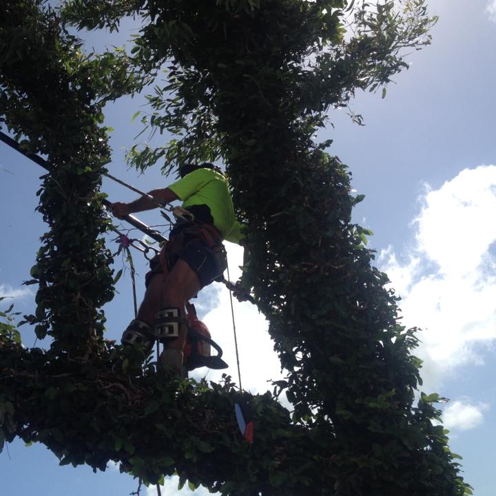 Crown Thinning Tree Removal — Coral Coast Tree Services In Oonoonba, QLD