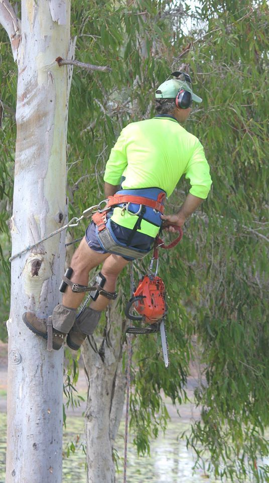 Professional Arborist — Coral Coast Tree Services In Oonoonba, QLD