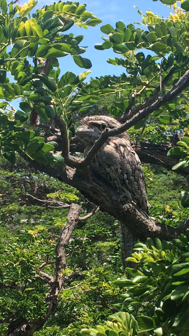Tawny Frog Mouth — Coral Coast Tree Services In Oonoonba, QLD