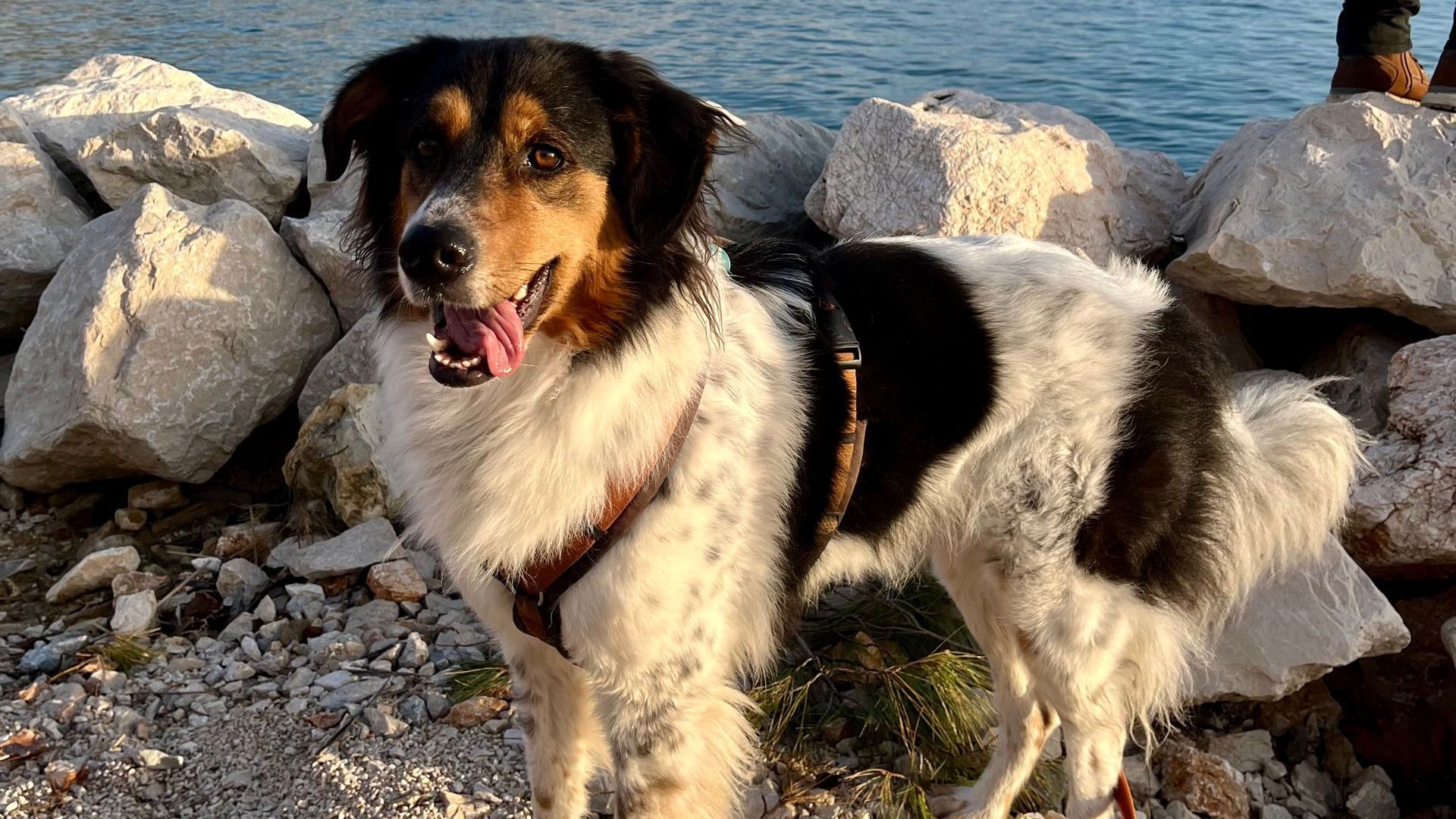 Studiohündin Sina mit heraushängender Zunge am Meer in Kroatien