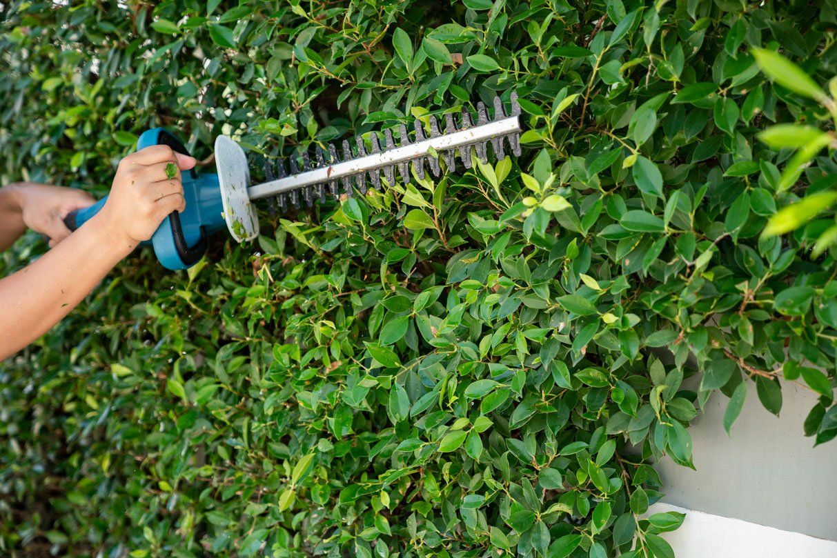 Trimming green hedges — Harker Heights, TX — Kuality Landscaping & Handyman Services LLC