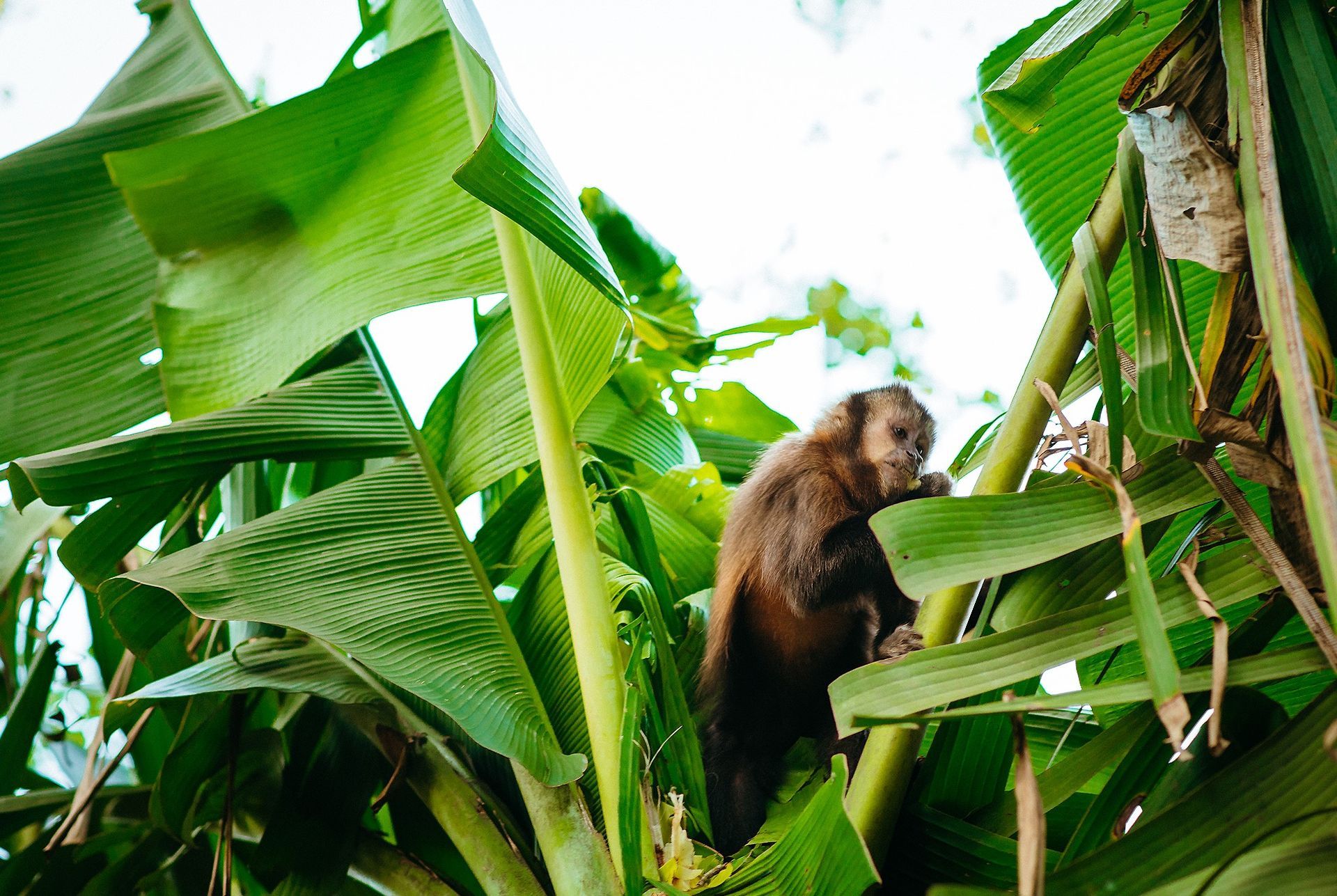 Canzi Cataratas Hotel