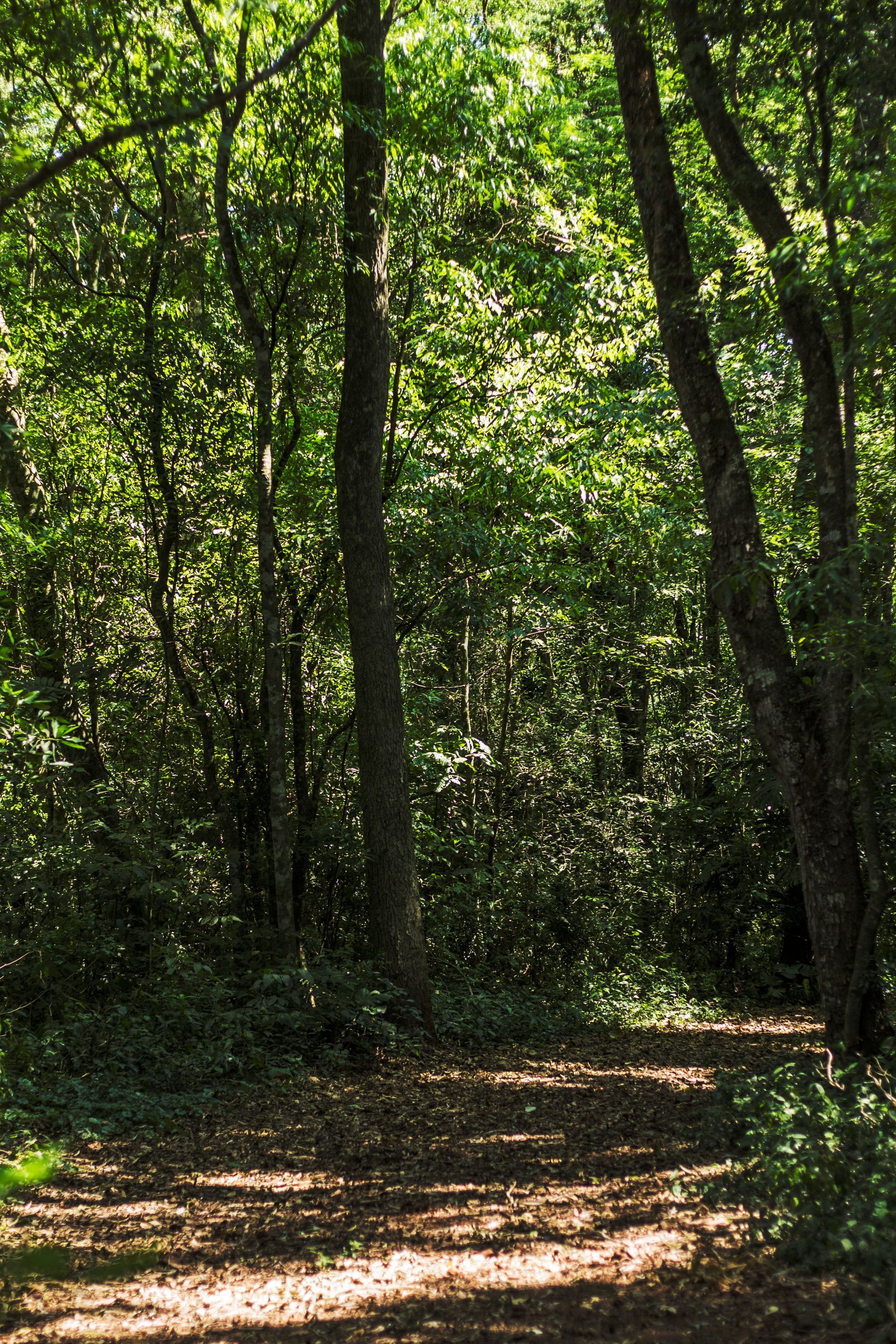 Canzi Cataratas Hotel