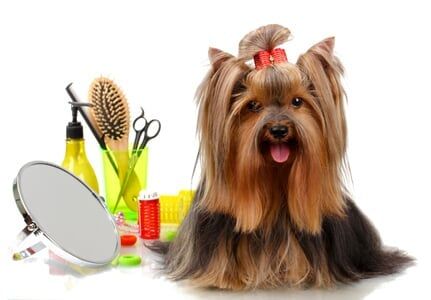 A Lovely Dog Beside Beauty Equipment - Grooming in Stroudsburg, PA
