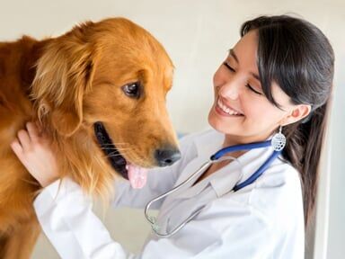 Dog and Veterinarian - Animal Hospital in Stroudsburg, PA
