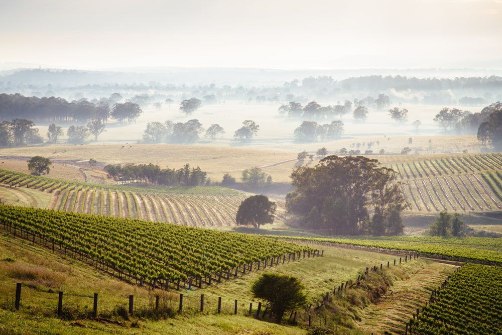 Sunrise Over Hunter Valley Vineyards — Level 2 Electrician Near Me in Hunter Valley NSW