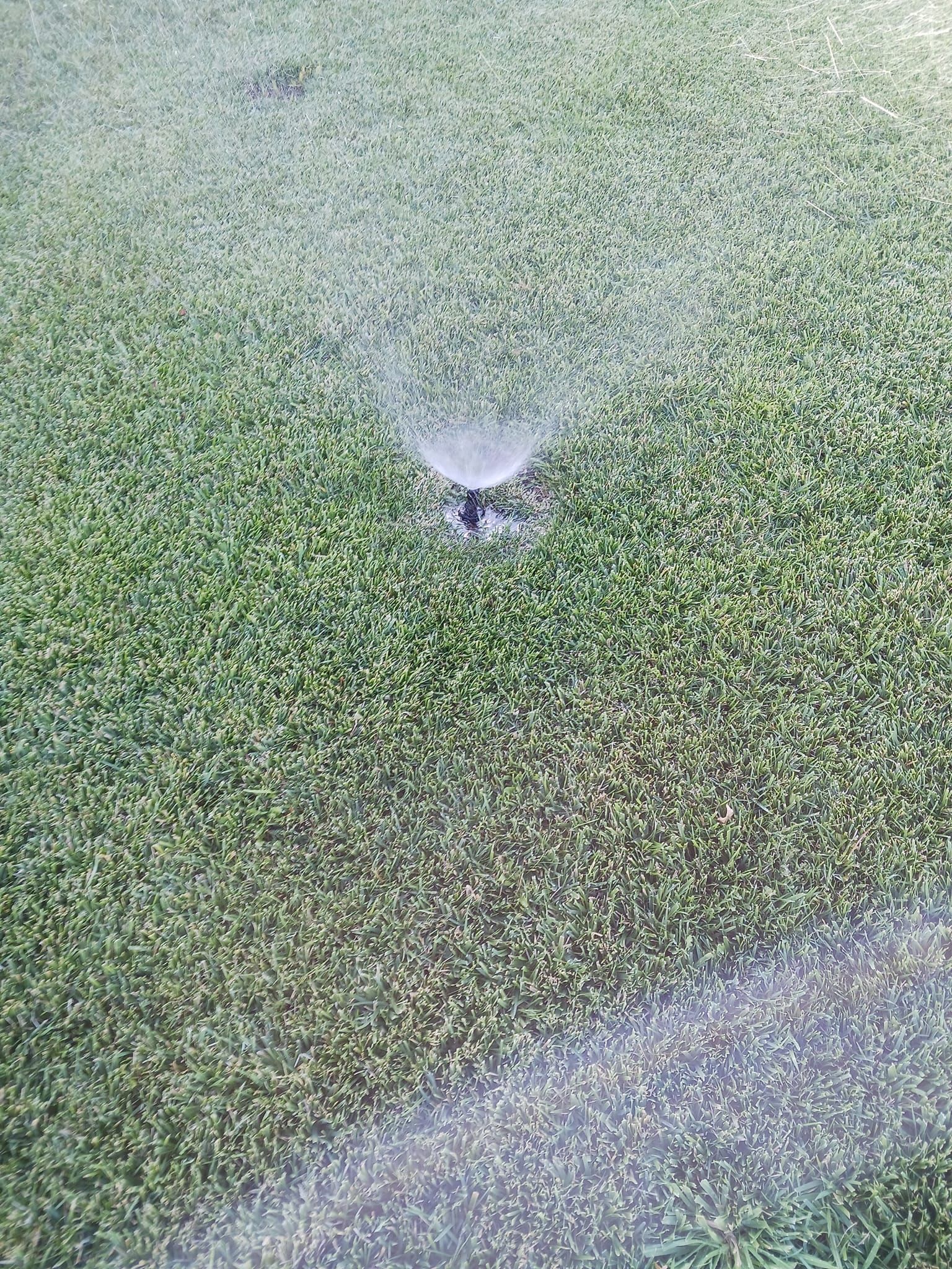 A sprinkler is spraying water on a lush green lawn.