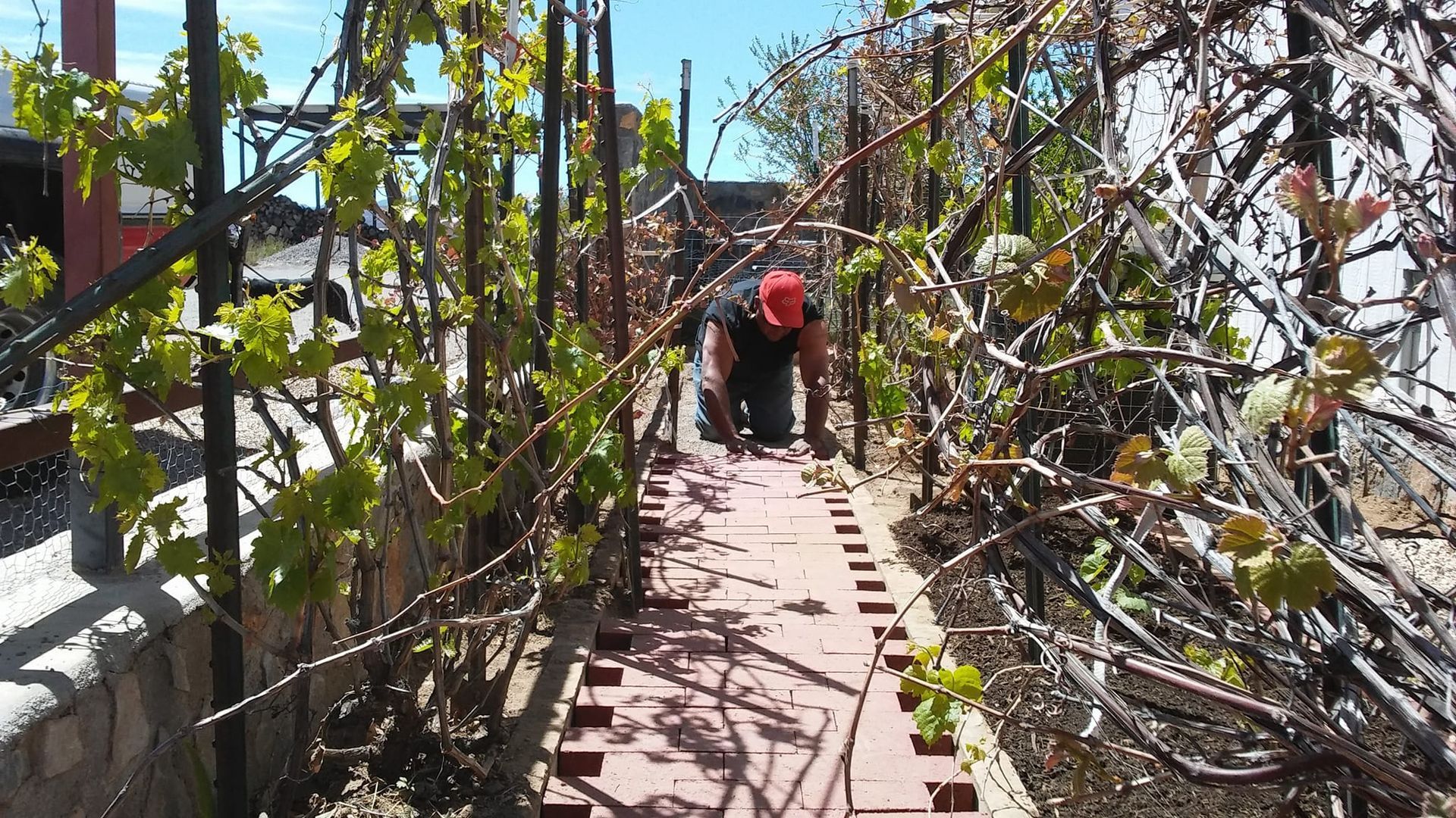 A man is standing on a brick walkway surrounded by trees.