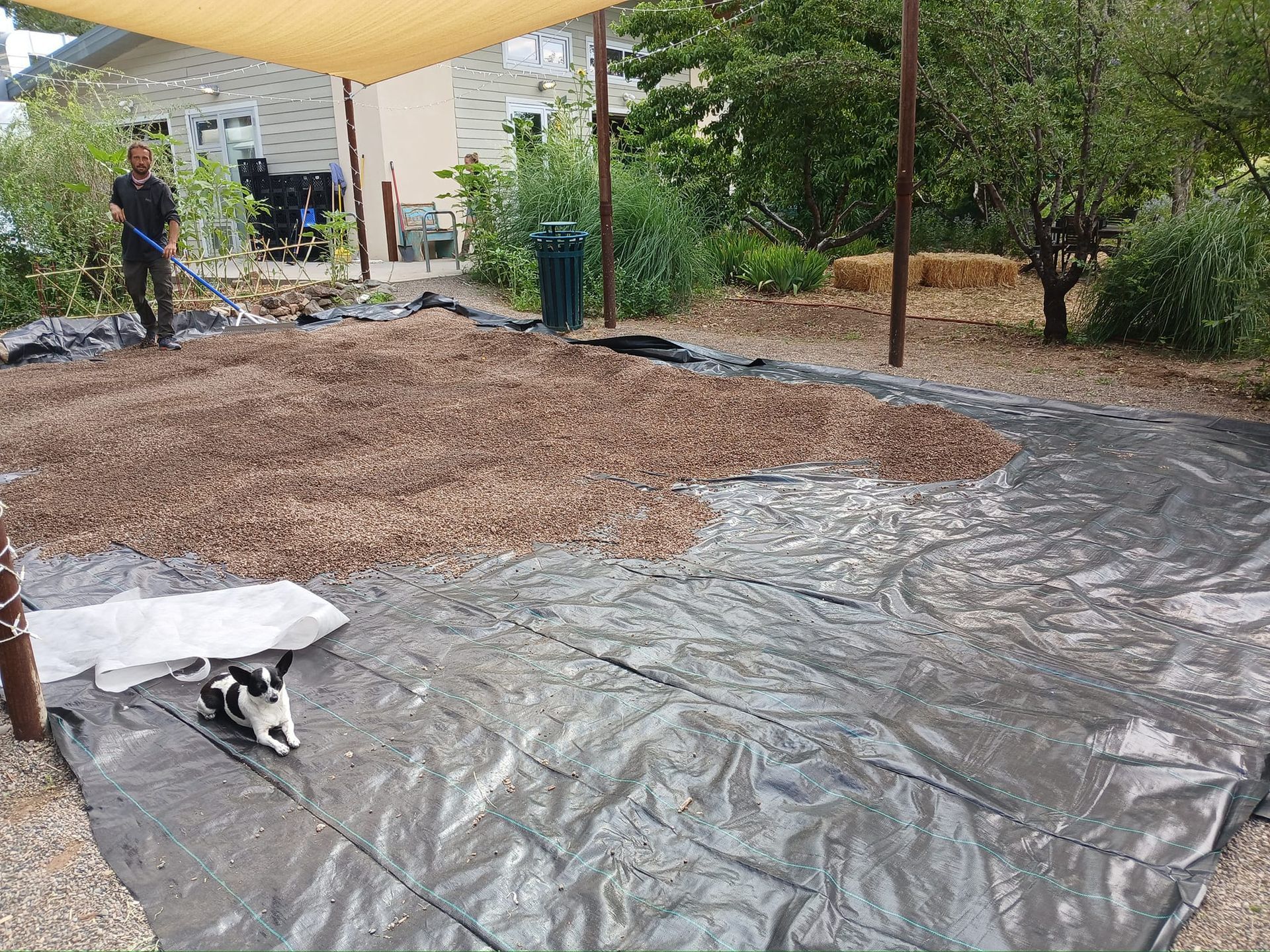 A black and white dog is laying on a tarp in a yard.