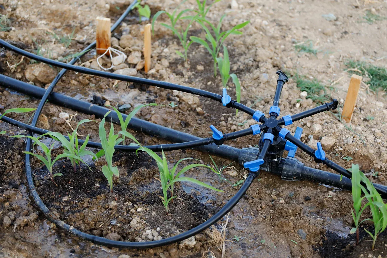 A drip irrigation system is being used to water small plants in a garden.
