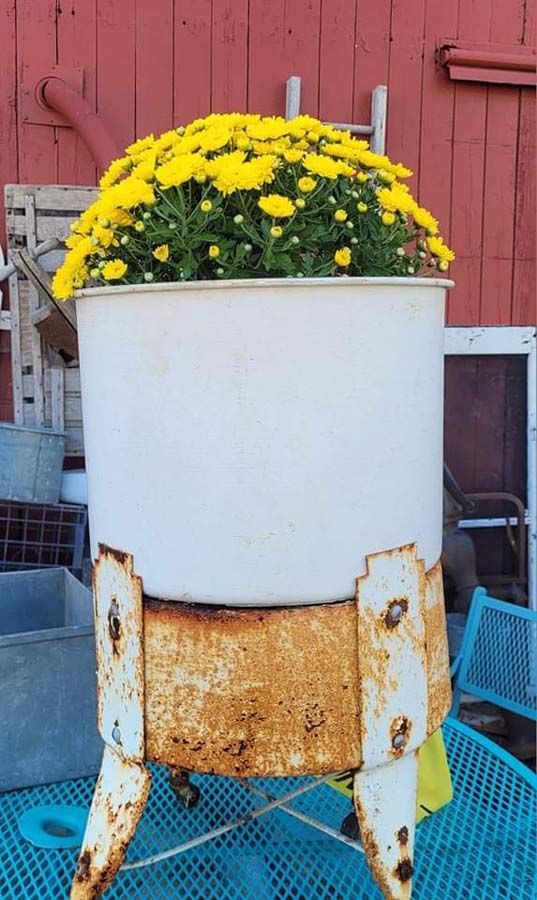 Old white washing machine planter filled with yellow chrysanthemums. Rusty legs, red barn backdrop.