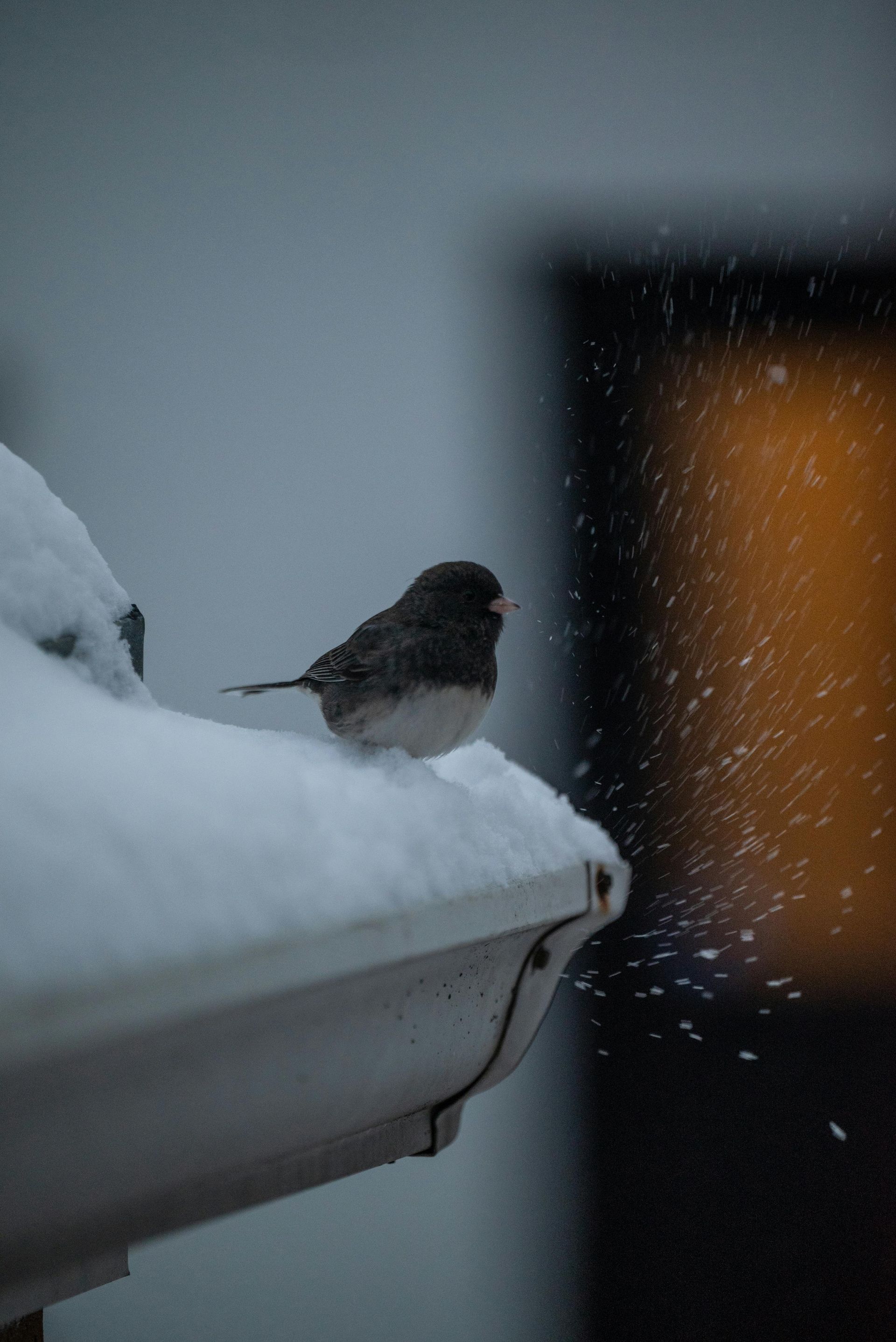 A warbler on the end of the gutter during a roof snow removal job. 