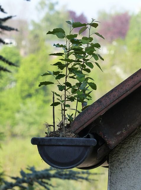 An improperly maintained rain gutter with shrubs growing out of it. 