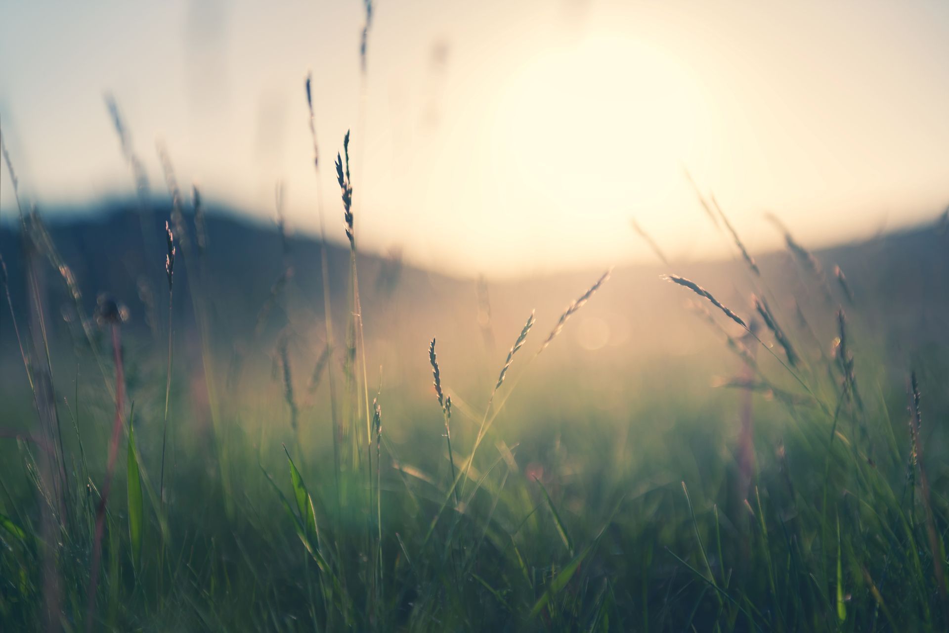 Die Sonne scheint durch das Gras auf einem Feld