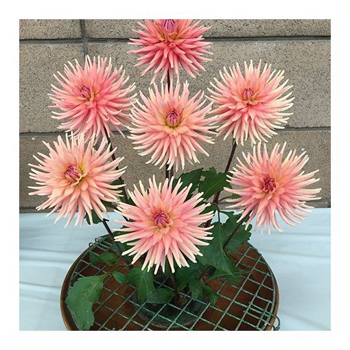 Dahlia, bloemen, Sigrid Calon