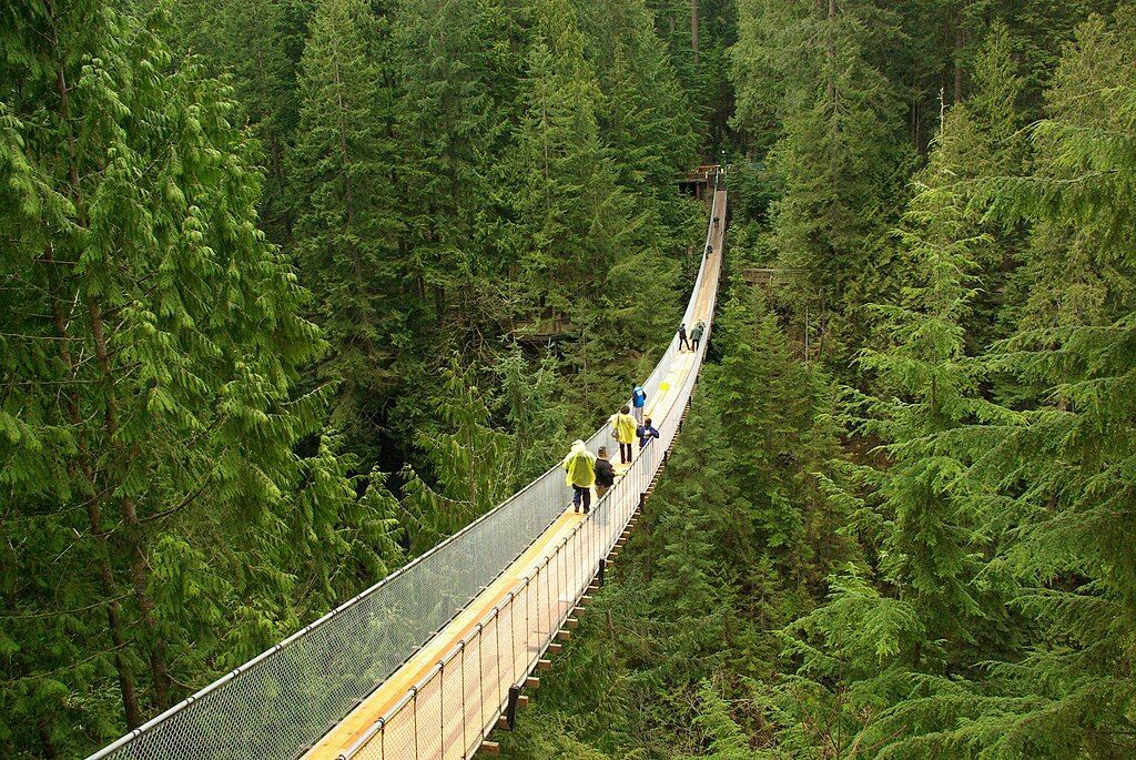 A group of people are walking across a suspension bridge in the middle of a forest.