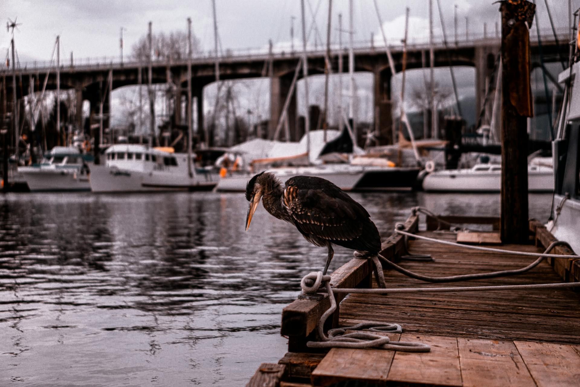 A bird is standing on a dock next to a body of water.
