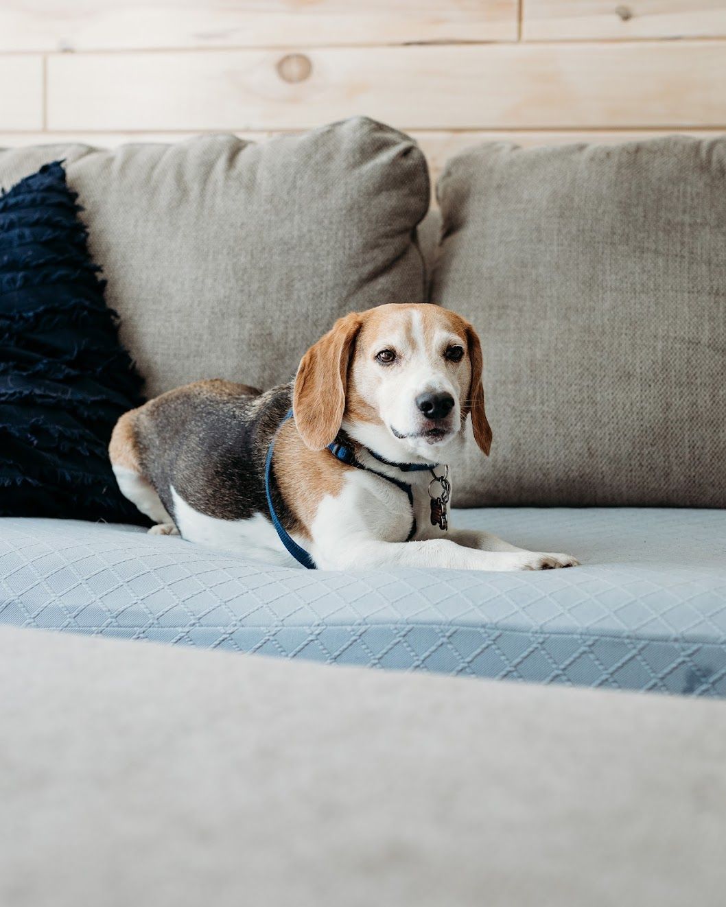 dog daycare aspens corner llc