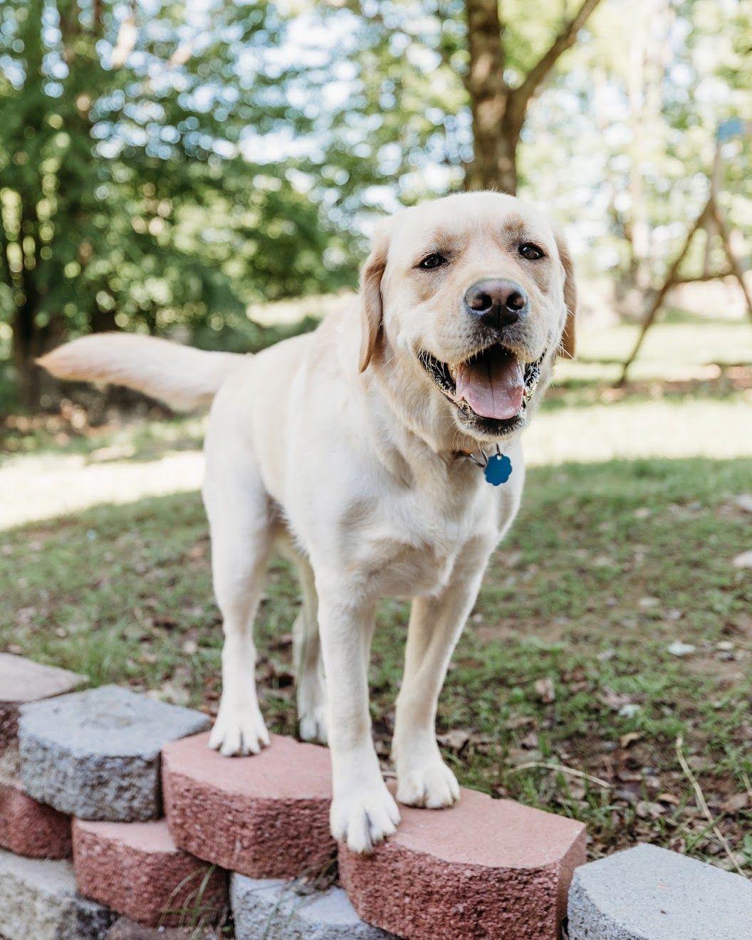 dog daycare sullivan county ny