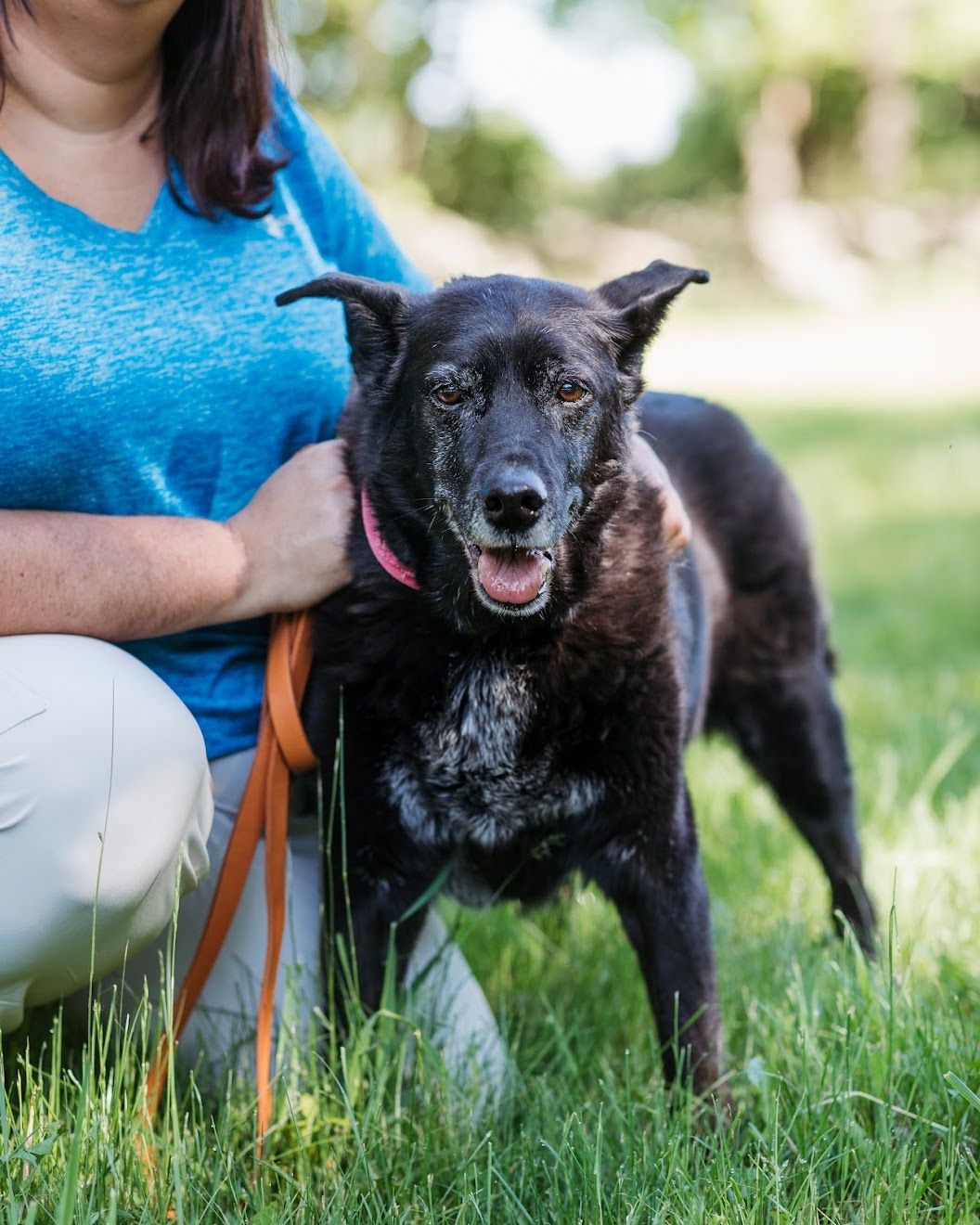 dog grooming aspens corner