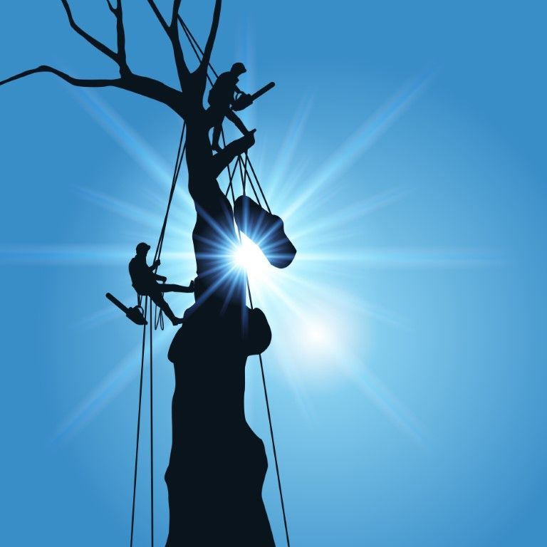 Temecula tree service crew cutting tree branches