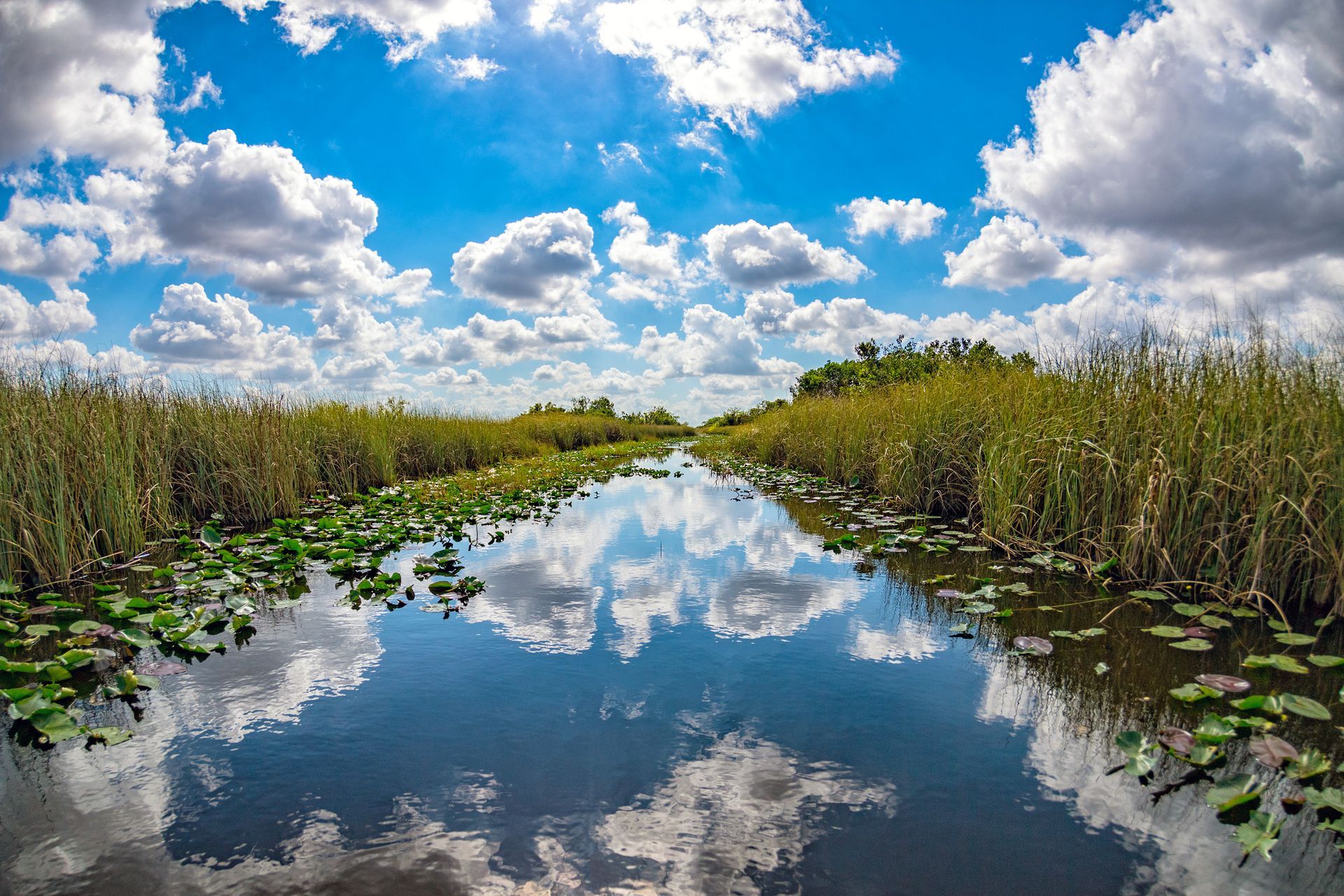 A river surrounded by tall grass and lily pads with clouds reflected in the water.