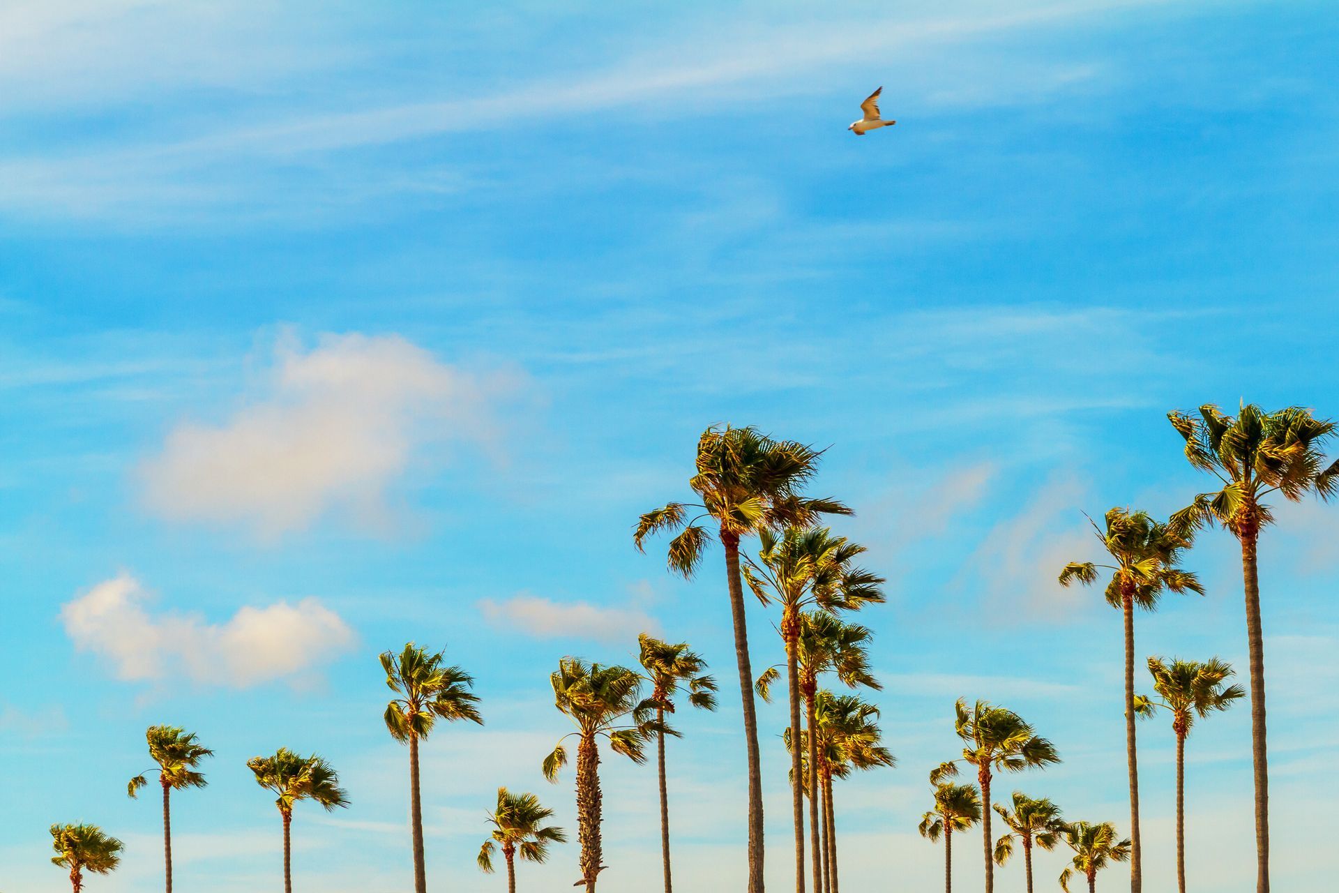 A row of palm trees against a blue sky with a bird flying in the distance.