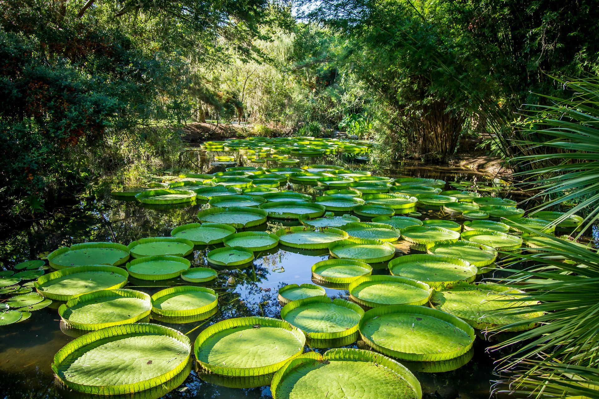 Shot of the lilly pads at the Kanapaha Botanical Gardens