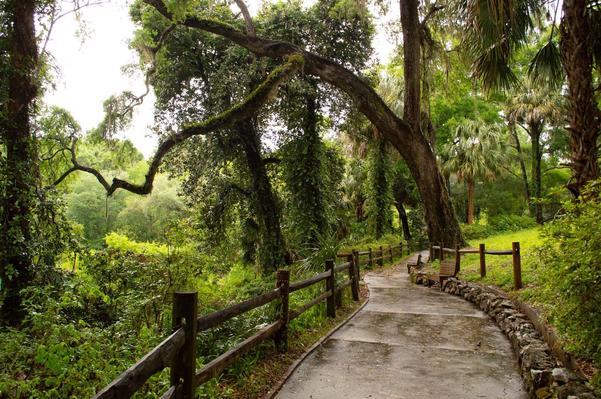 A path in the woods with trees and a wooden fence