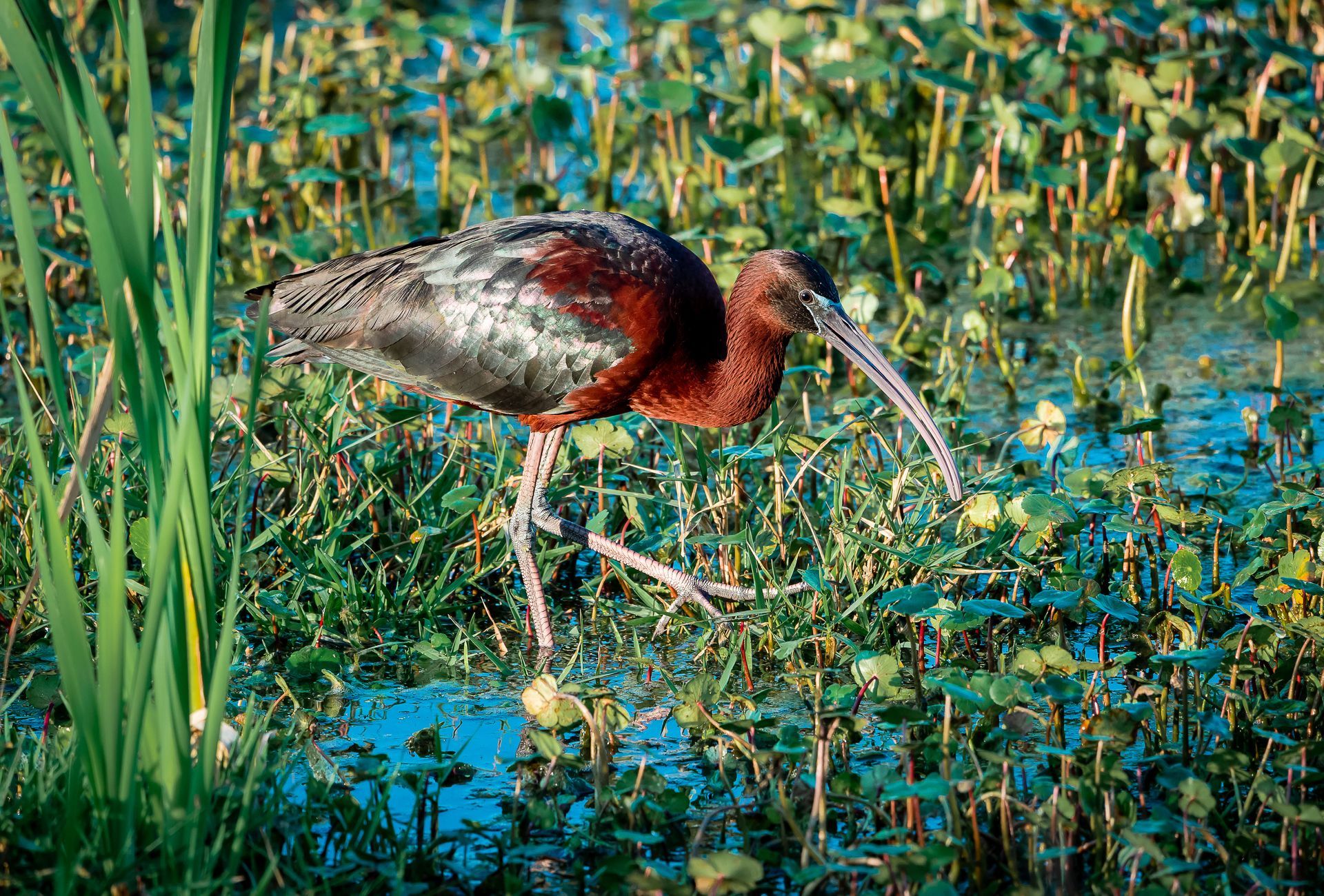 A bird with a long beak is standing in a swamp.