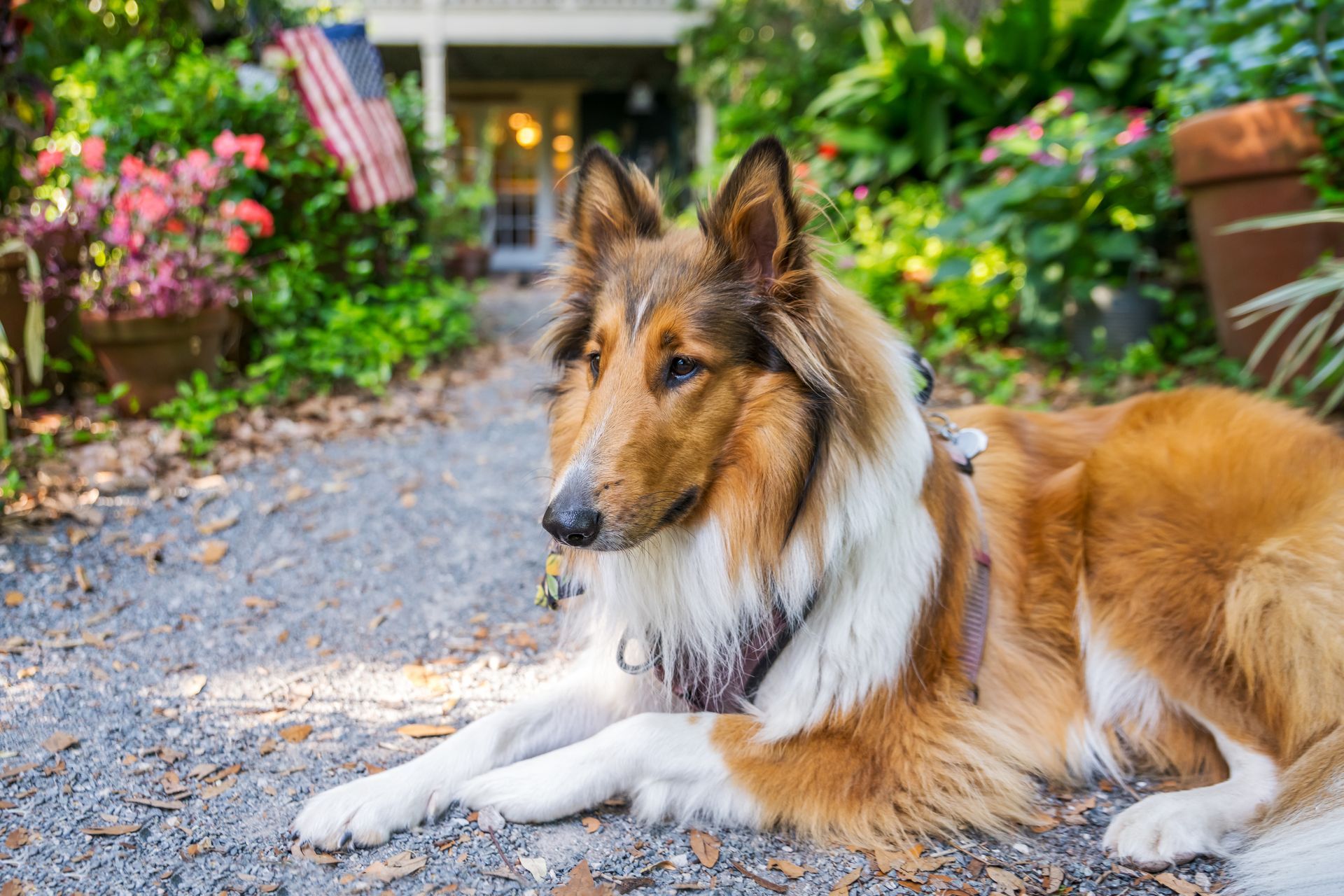 shot of a border collie dog sitting outside in front of a flower bush