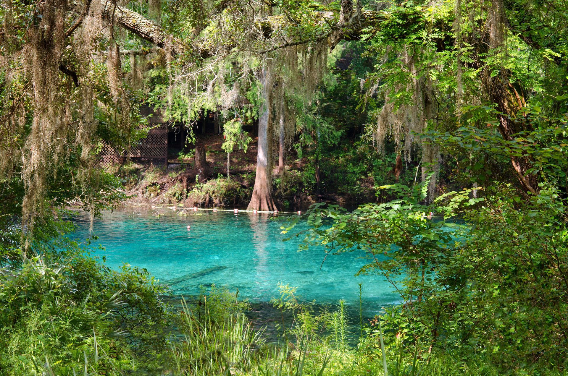 A blue lake in the middle of a forest surrounded by trees.