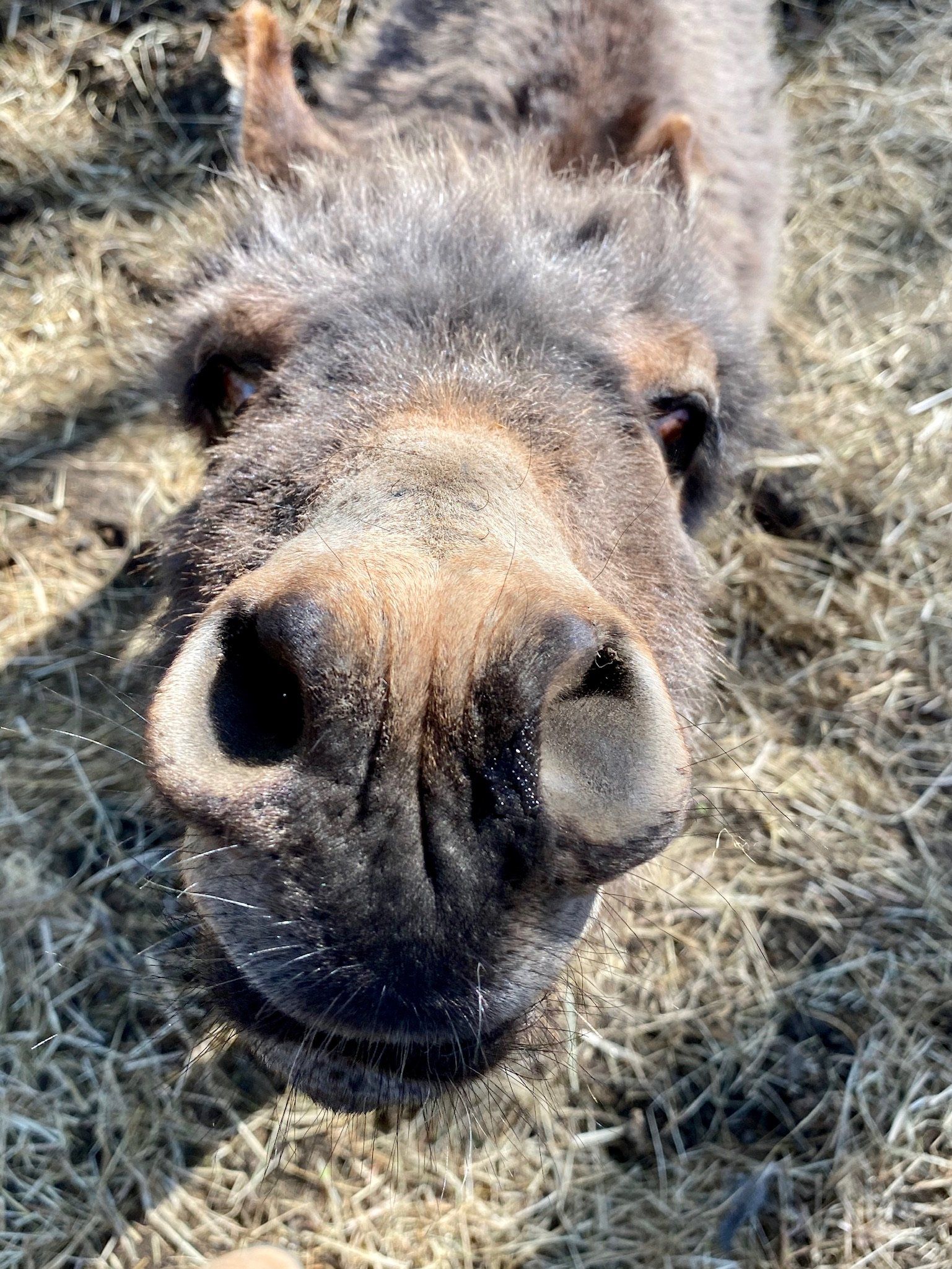 A donkey raised on rcr organic feed  is laying in the hay and looking at the camera.