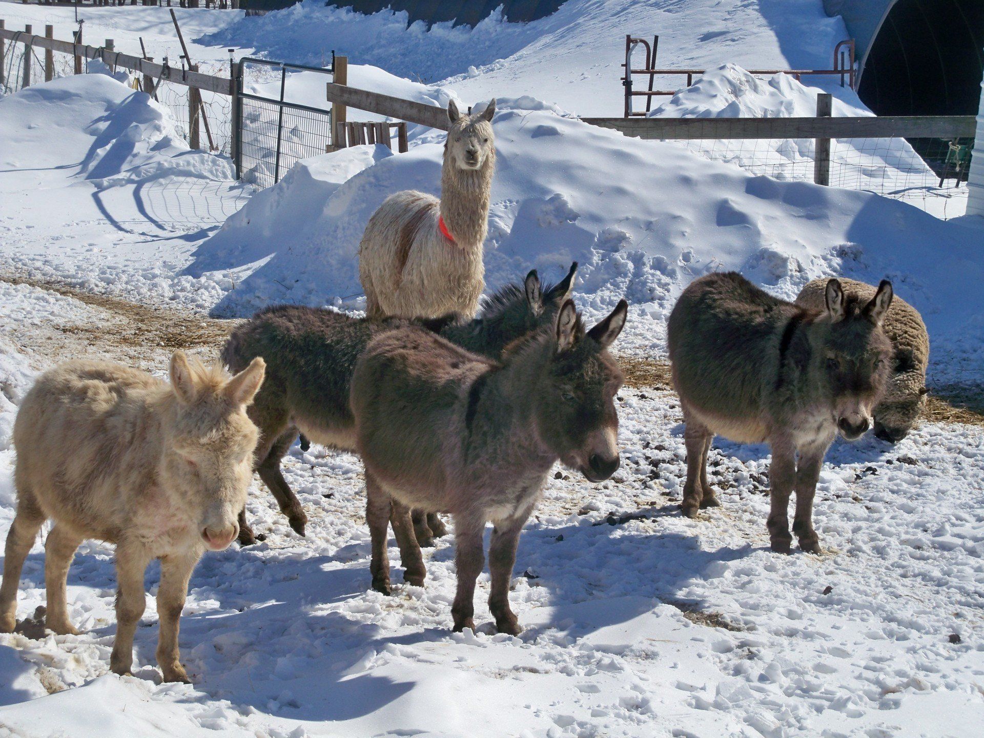 Winter on the Farm Donkeys, Alpaca, Sheep