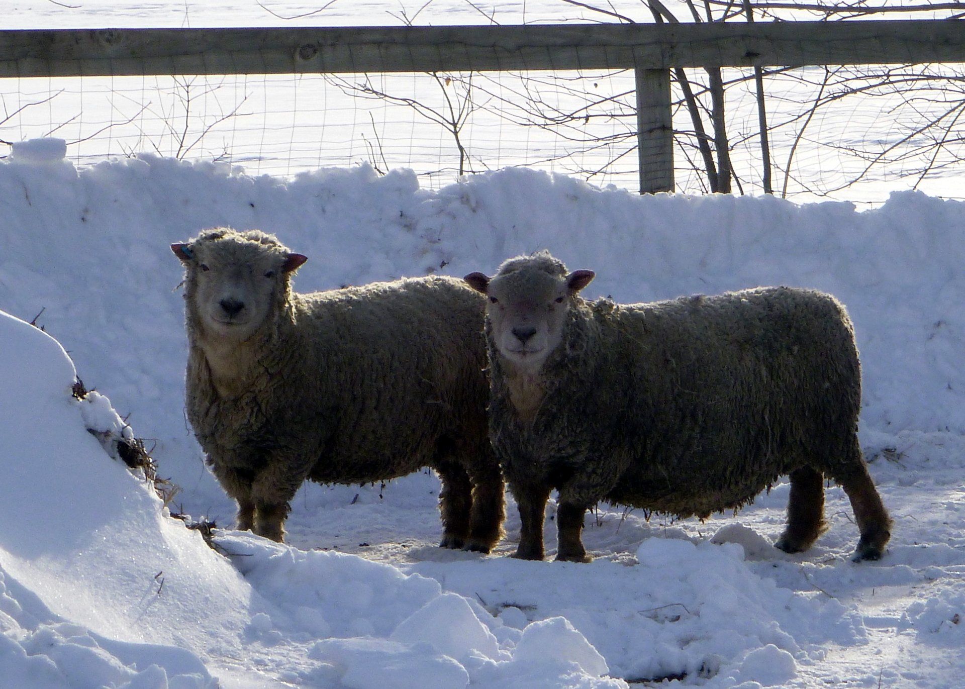 two olde english babydoll sheep standing in the snow looking at the camera